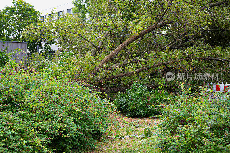 受风暴影响，柏林Eschen-Ahorn居民区受损，槭属nenegundo, hippocastananoidea